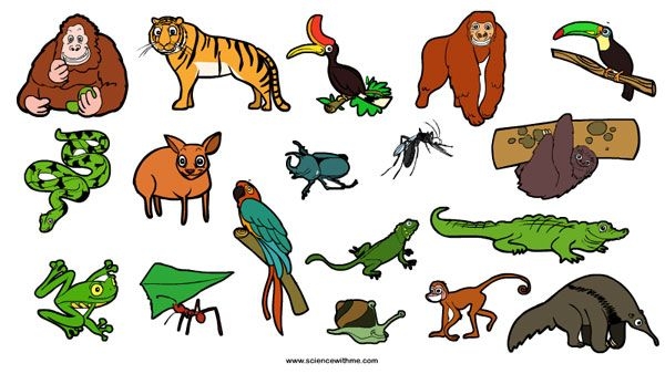 Rainforest Animals For Kids .