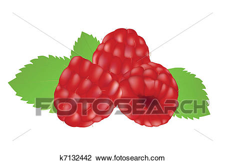 Clipart - Raspberries on the white background. Fotosearch - Search Clip Art,  Illustration Murals
