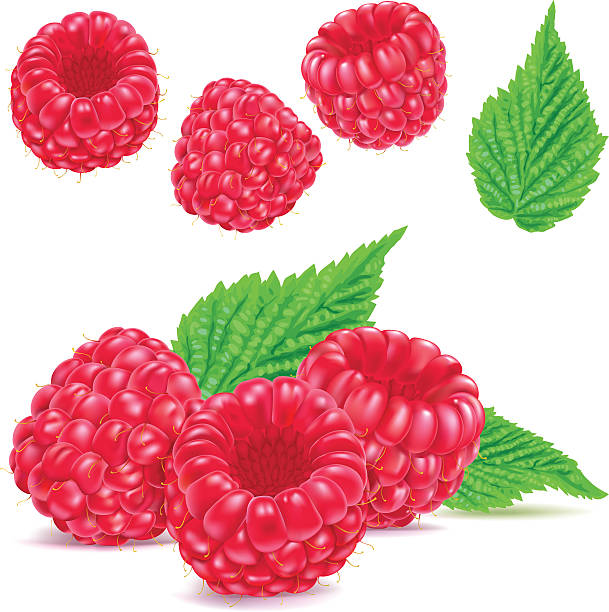 Raspberries vector art illust - Raspberry Clipart