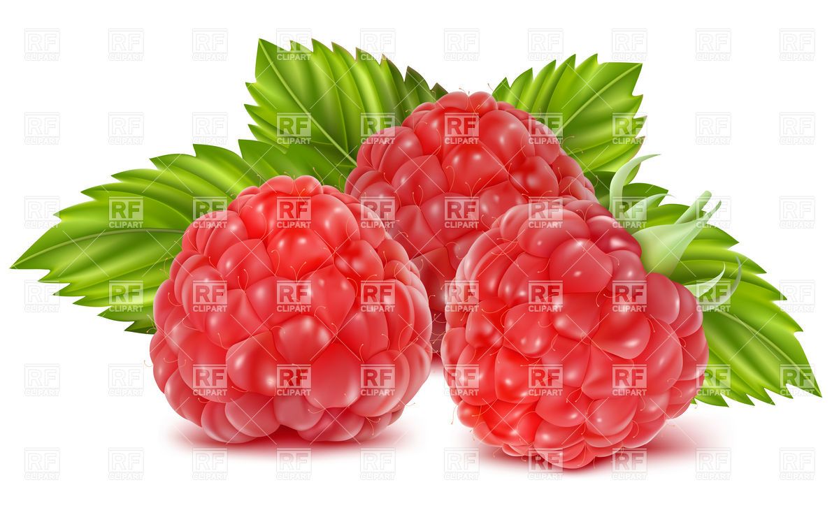 Raspberry Clip Art - Bing Images