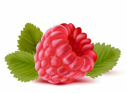 Raspberry clipart simple #4