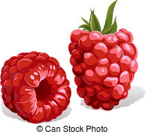 Raspberry Stock Illustrationby animagistr7/1,194; raspberry isolated raspberry isolated Clip Artby ...