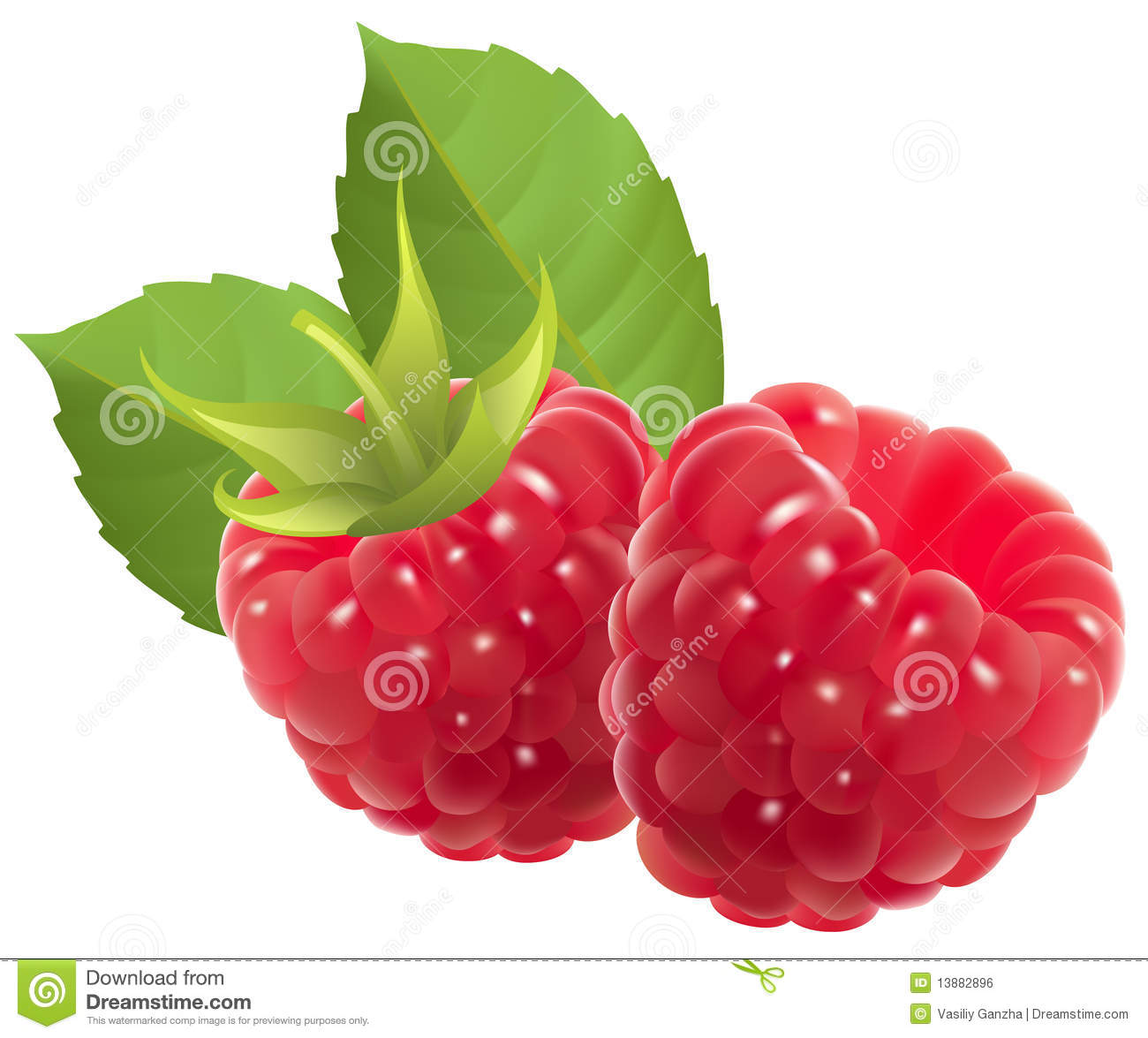 Raspberry Vector Illustration Contains Mesh