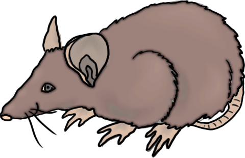clipart rat rat clip art free - Rat Clipart