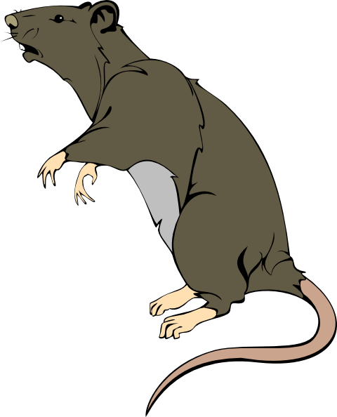 Rat Clipart this image as: