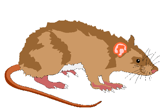 Rat clipart Rat Clip Art anim - Rat Clip Art