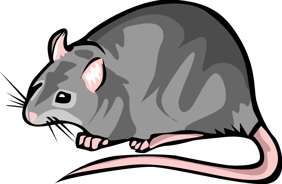 Rat Clipart 1