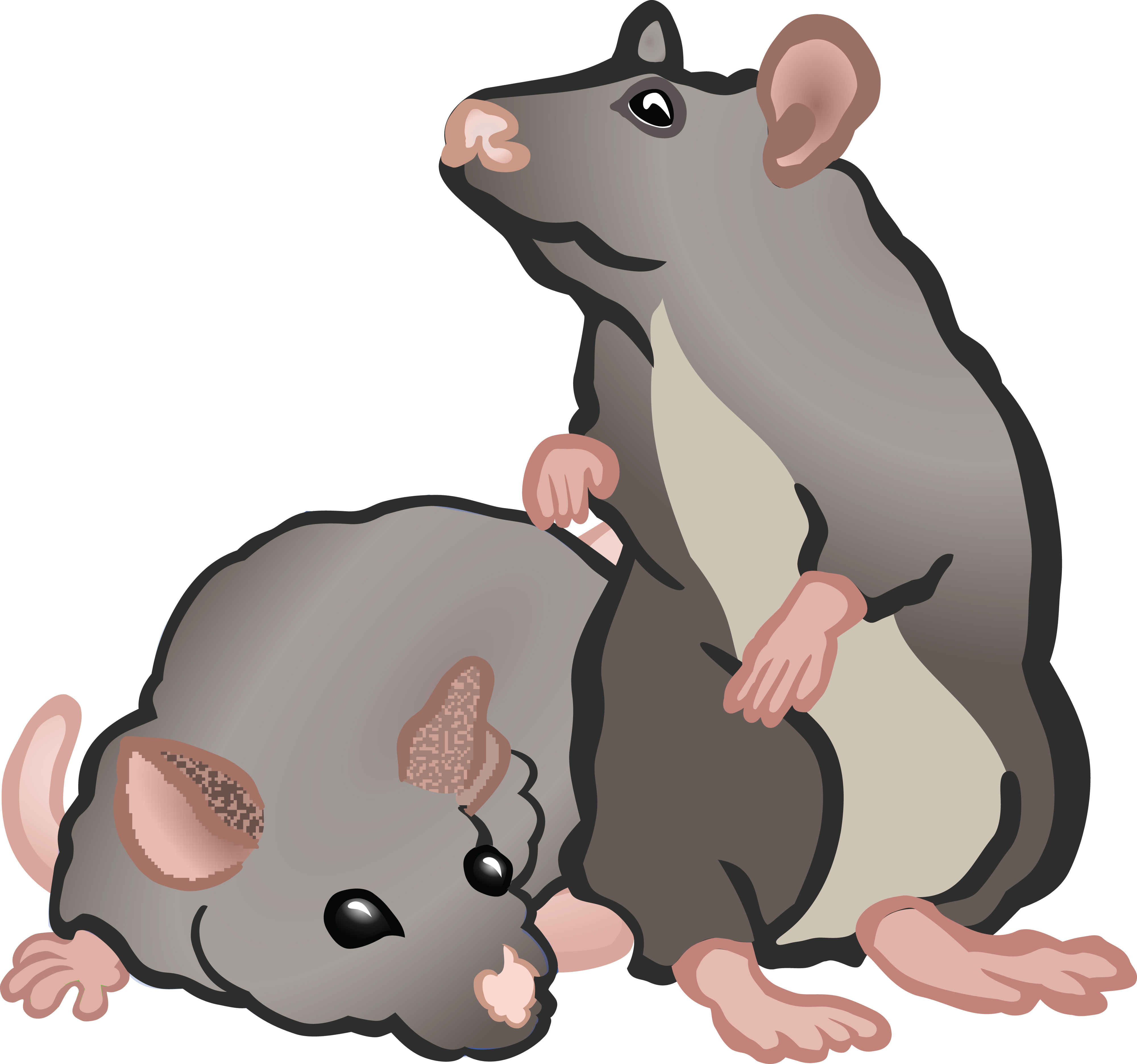 Rat clipart group #4