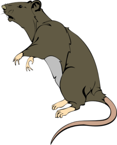 Rat Clipart. Rat