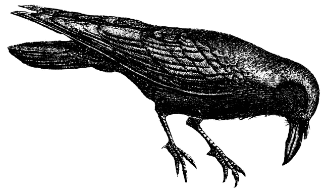 Raven vector Clip Artby abrak