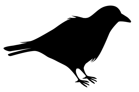 Raven Standing