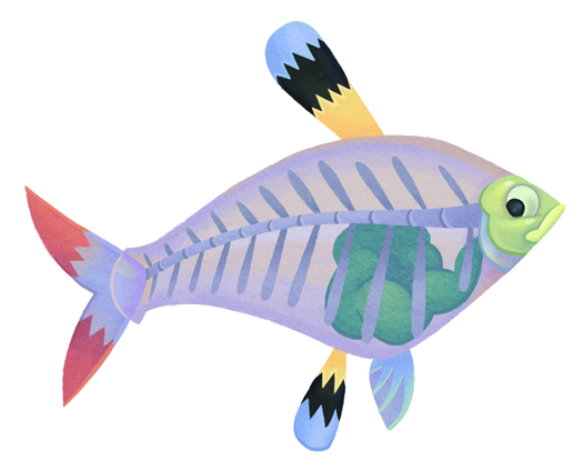 Ray Tetra By WonderDookie On . .