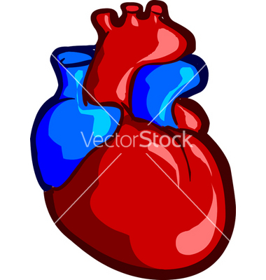 real heart drawing