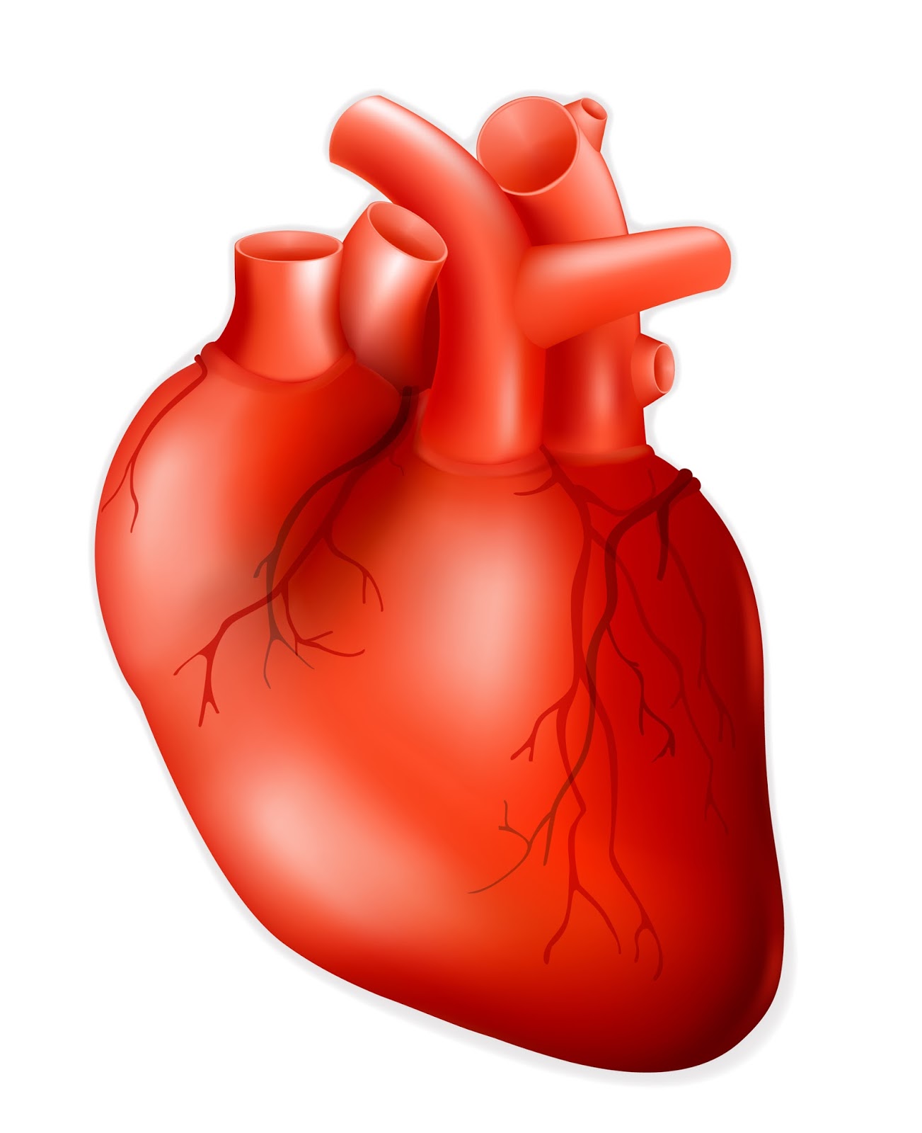 5+ Real Heart Clipart - Preview : Real Heart Clipar | HDClipartAll