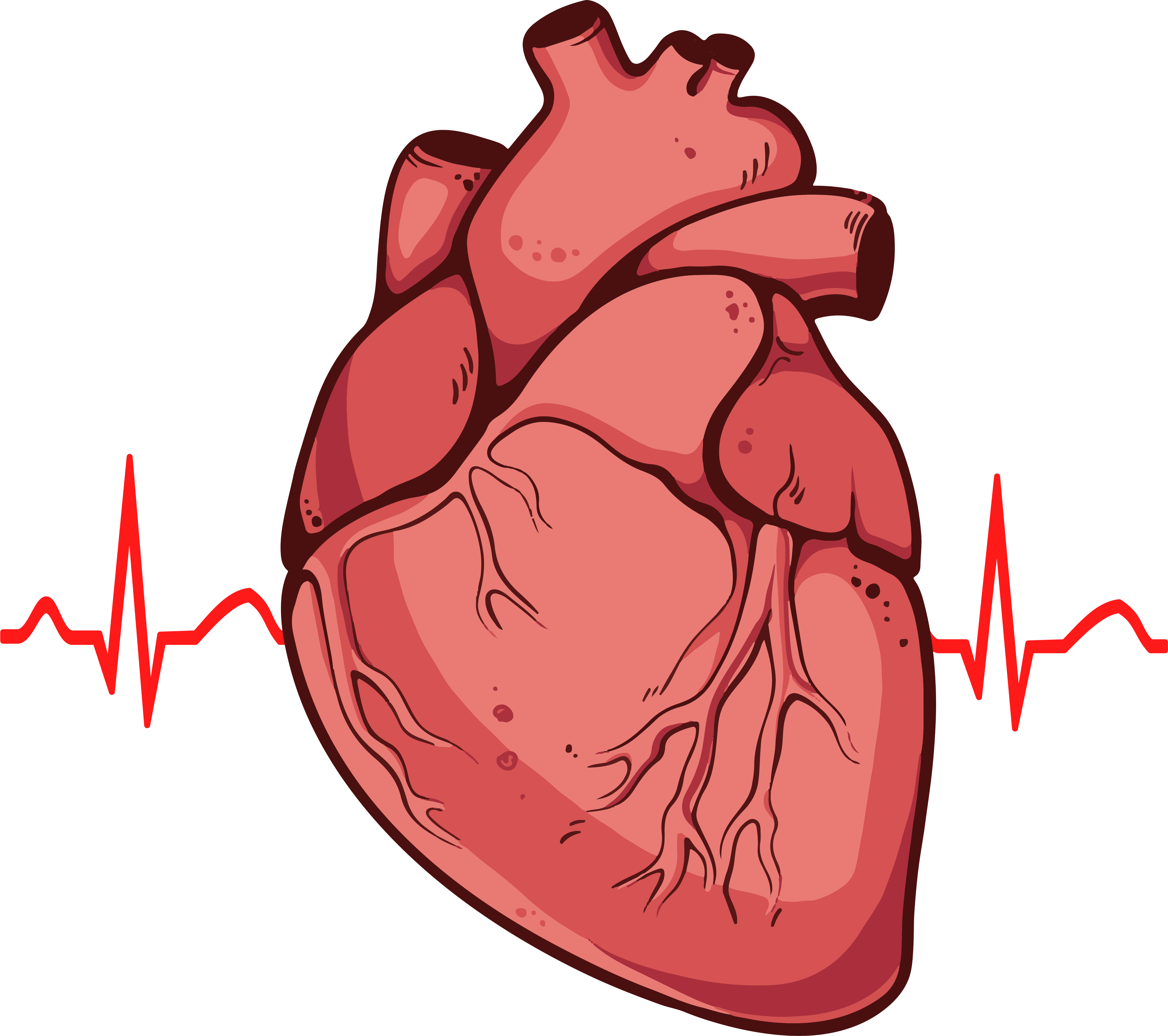 Organs clipart real heart #8