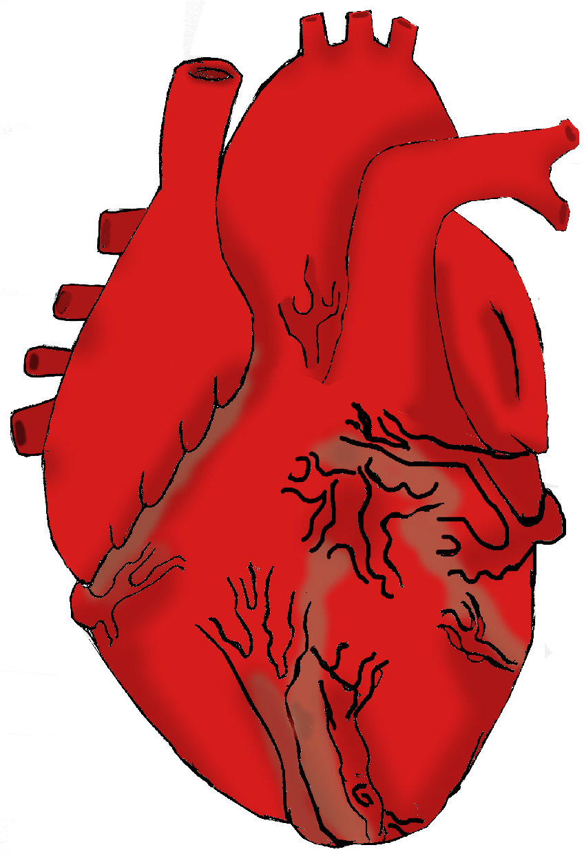Real Heart Drawing | Clipart library - Free Clipart Images