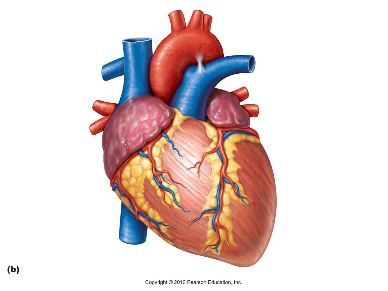 Real Heart Drawing | Clipart 