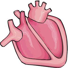 Real human heart clipart - ClipartFest