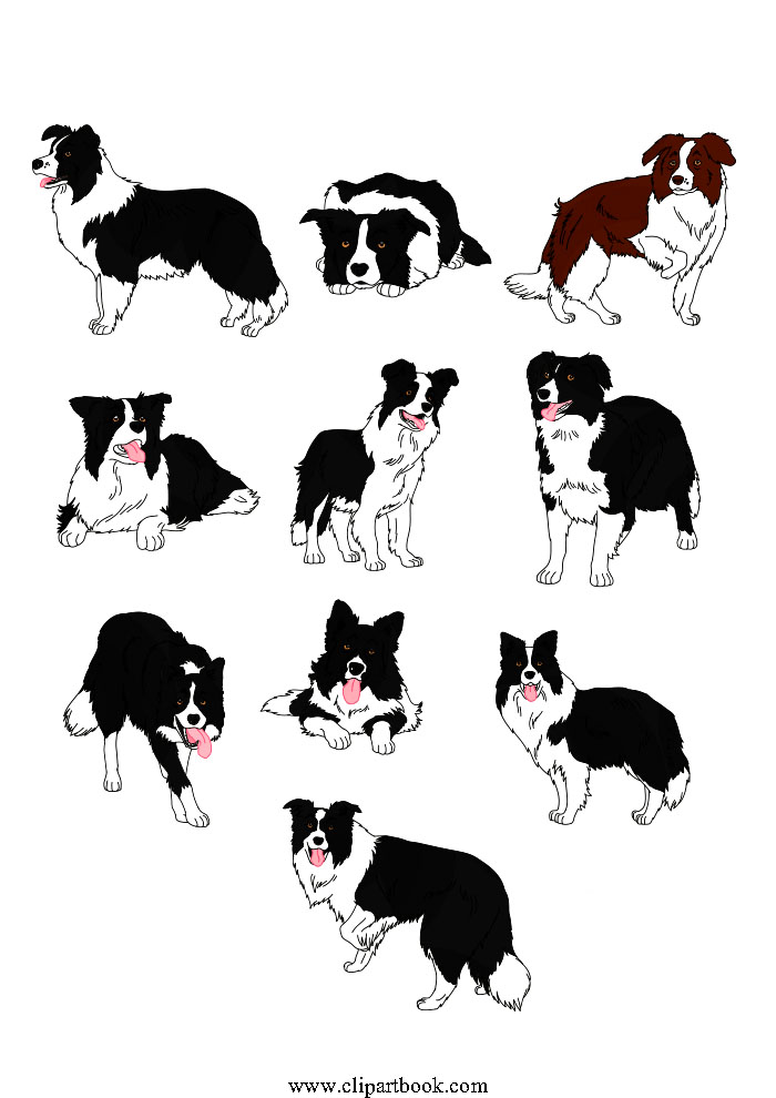Realistic Border Collie dogs - Border Collie Clipart