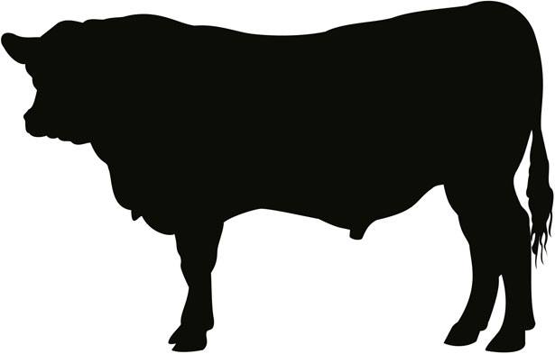 Red Angus Bull Clipart #1 - Show Steer Clip Art