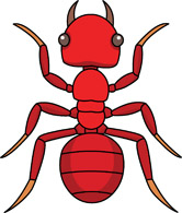 red ant insect. Size: 100 Kb