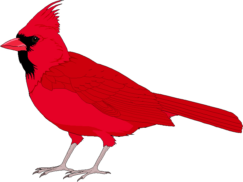 ... Red cardinal bird clip art ...
