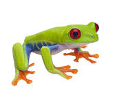 red-eyed tree frog% . - Tree Frog Clipart