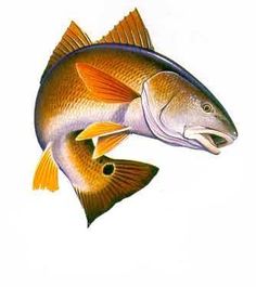 Redfish Clipart. Fishing Grap