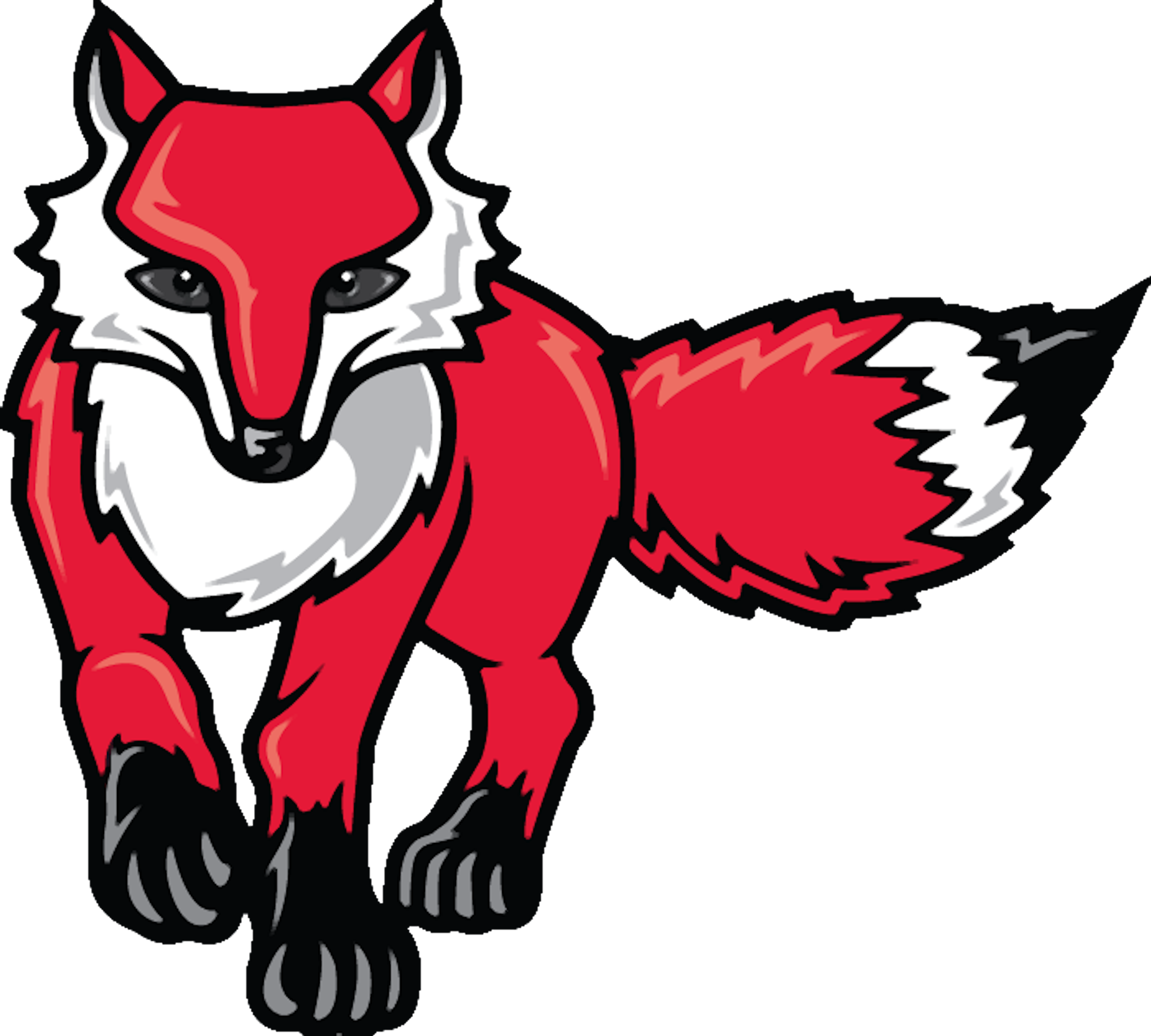 red fox - standing red fox is