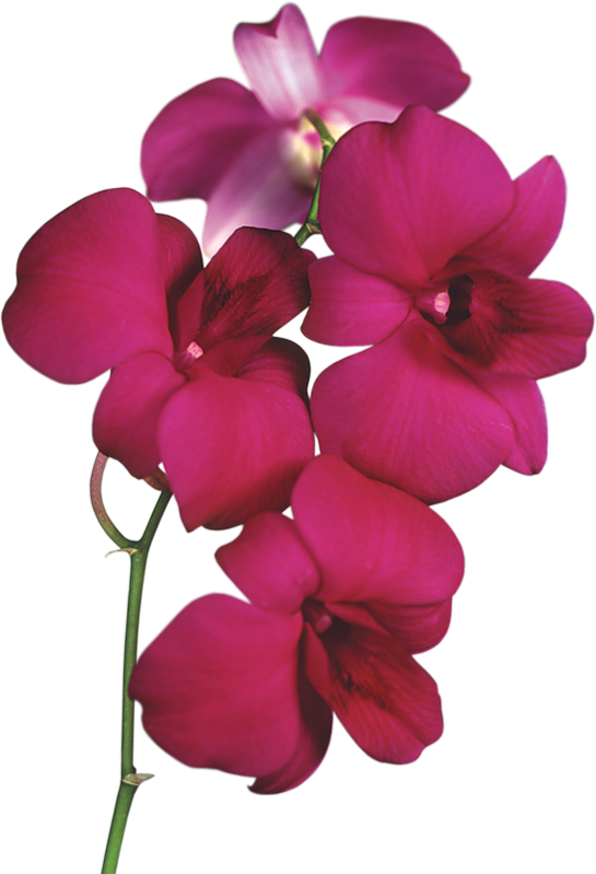 Red Orchid PNG Clipart - Orchid Clipart