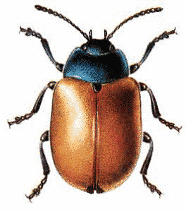Beetle Bug clip art - vector 