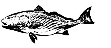 9+ Redfish Clipart - Preview : Red Fish | Redfis | HDClipartAll