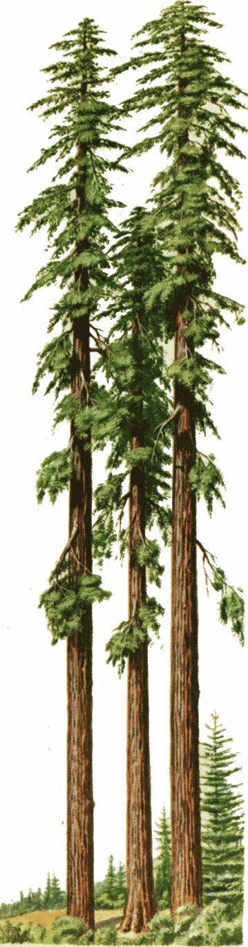 Redwood Trees of California