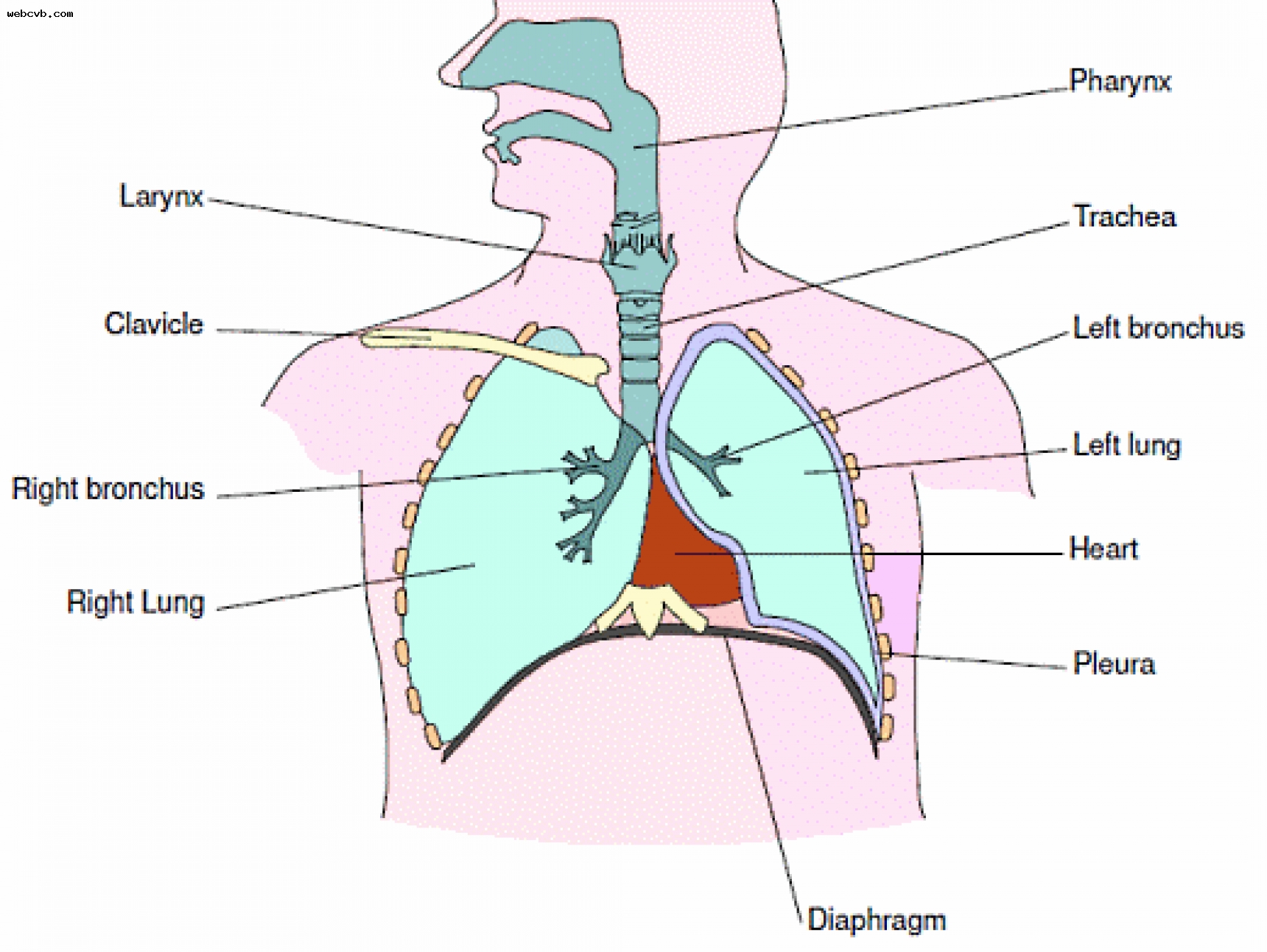 Respiratory System Clip Art
