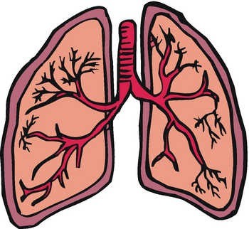 ... Respiratory System Clipart ...