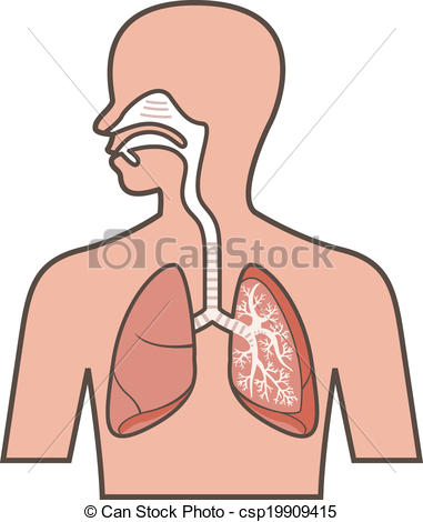 Respiratory system - csp19909415