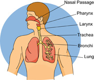 respiratory-system-lungs-bron - Respiratory System Clipart