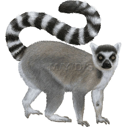 Ring Tailed Lemurs Clipart Picture Large