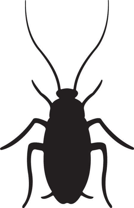 Cockroach Royalty Free Stock 