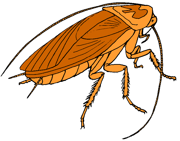 Roach Clip Art Insects