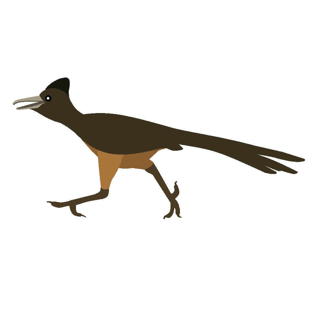 Road Runner Bird Muscle Clipart Free Clip Art Images