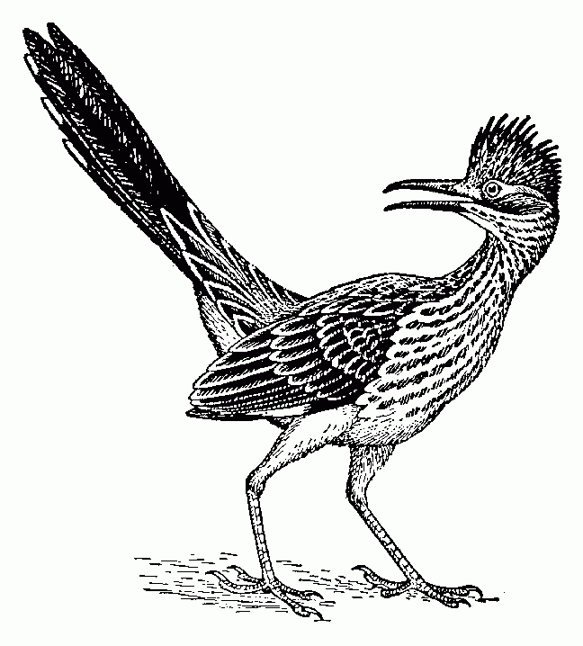 Road Runner Bird Muscle Clipart Free Clip Art Images