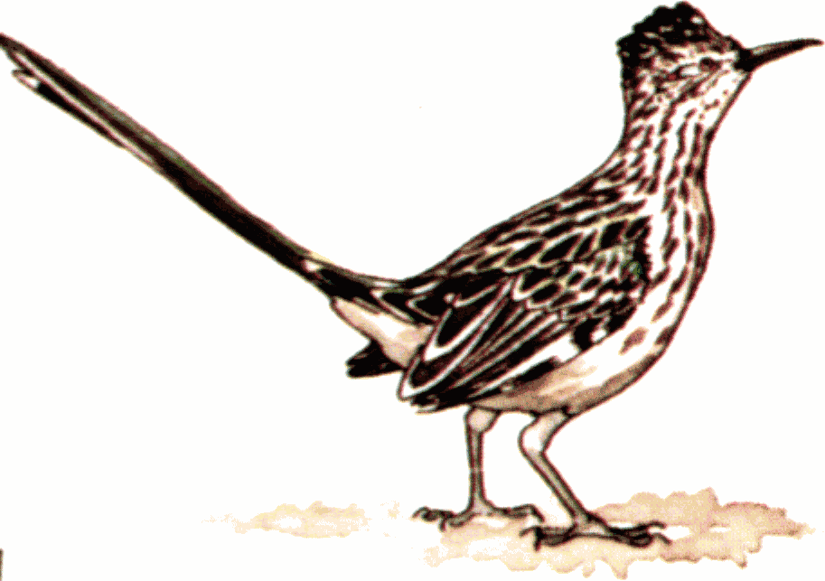 bird, roadrunner, southwest,
