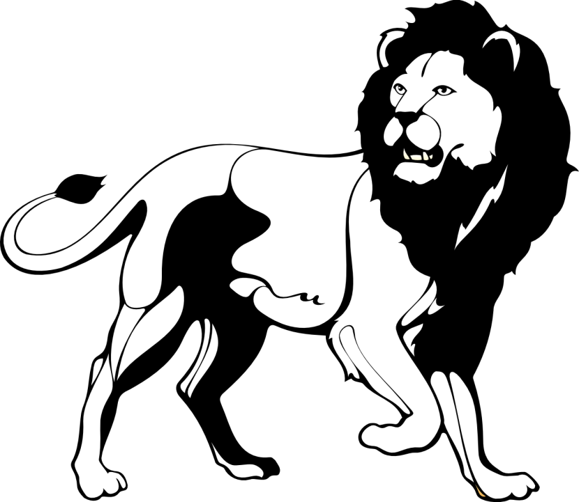 Lion black and white lion cli