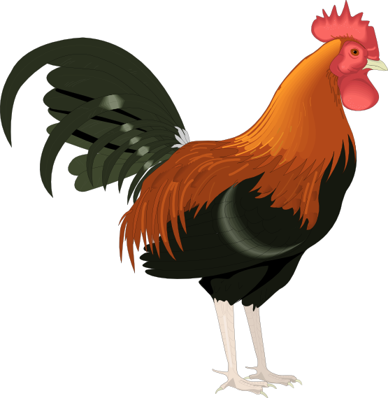 Cartoon rooster clipart kid
