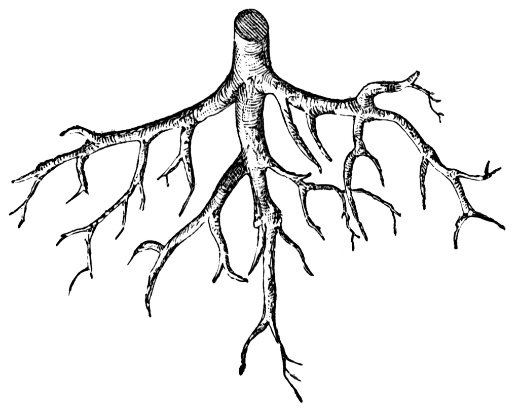 Root Clipart Etc - Roots Clip Art