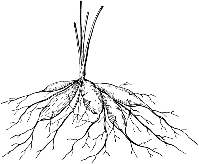 Roots Clipart