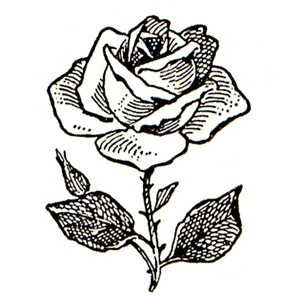 rose clipart black and white - Rose Clipart Black And White