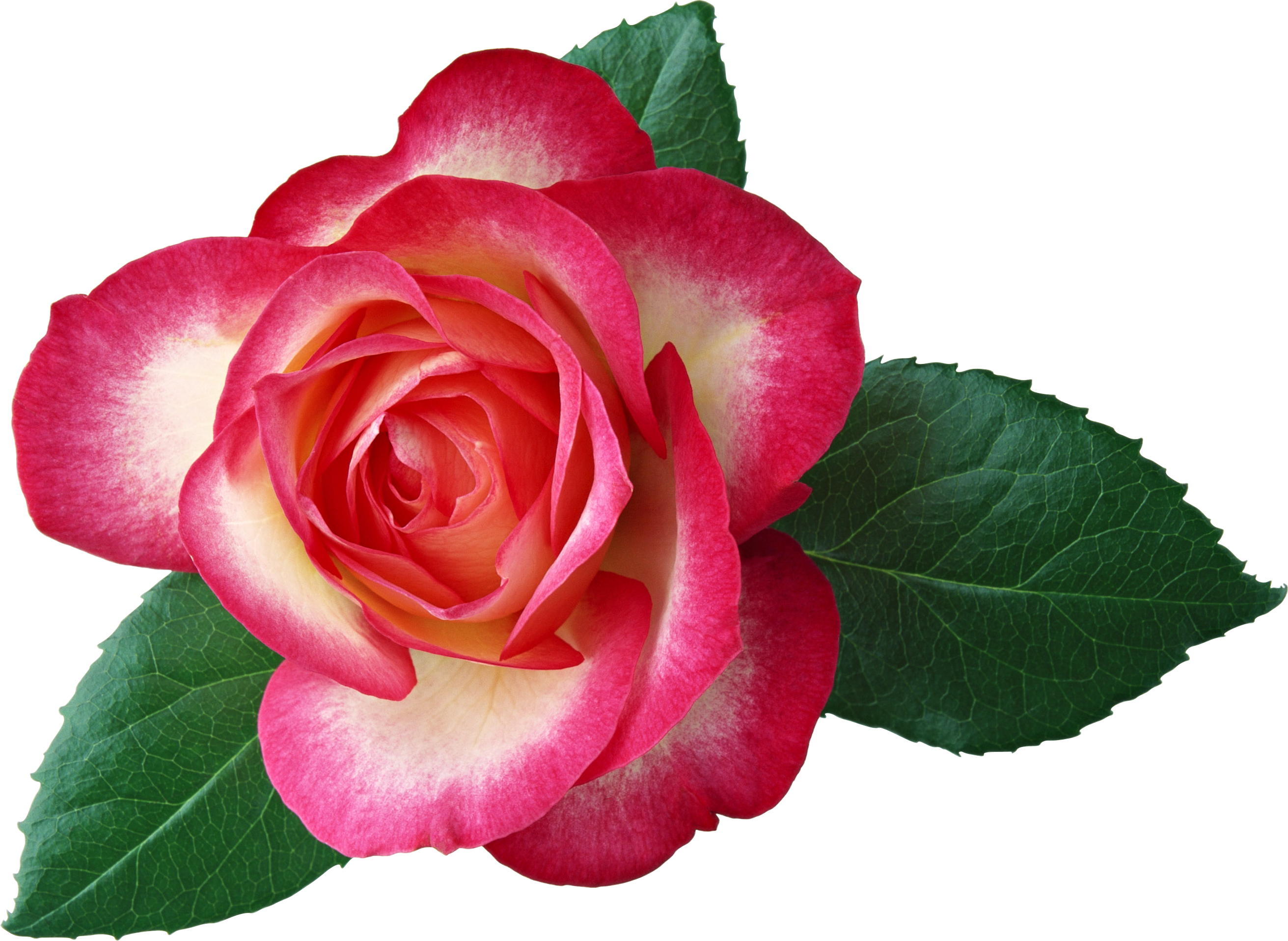 Roses free rose clip art clip - Free Clip Art Roses
