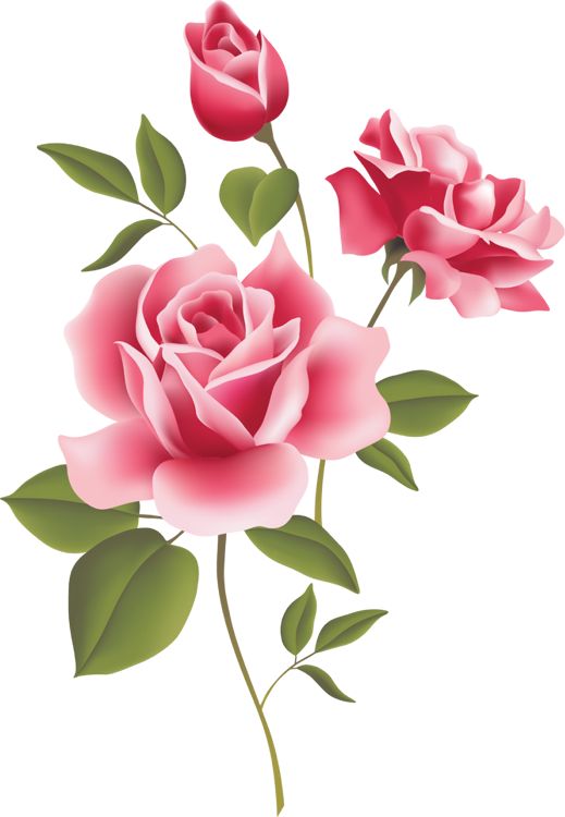 Roses pink rose art picture c